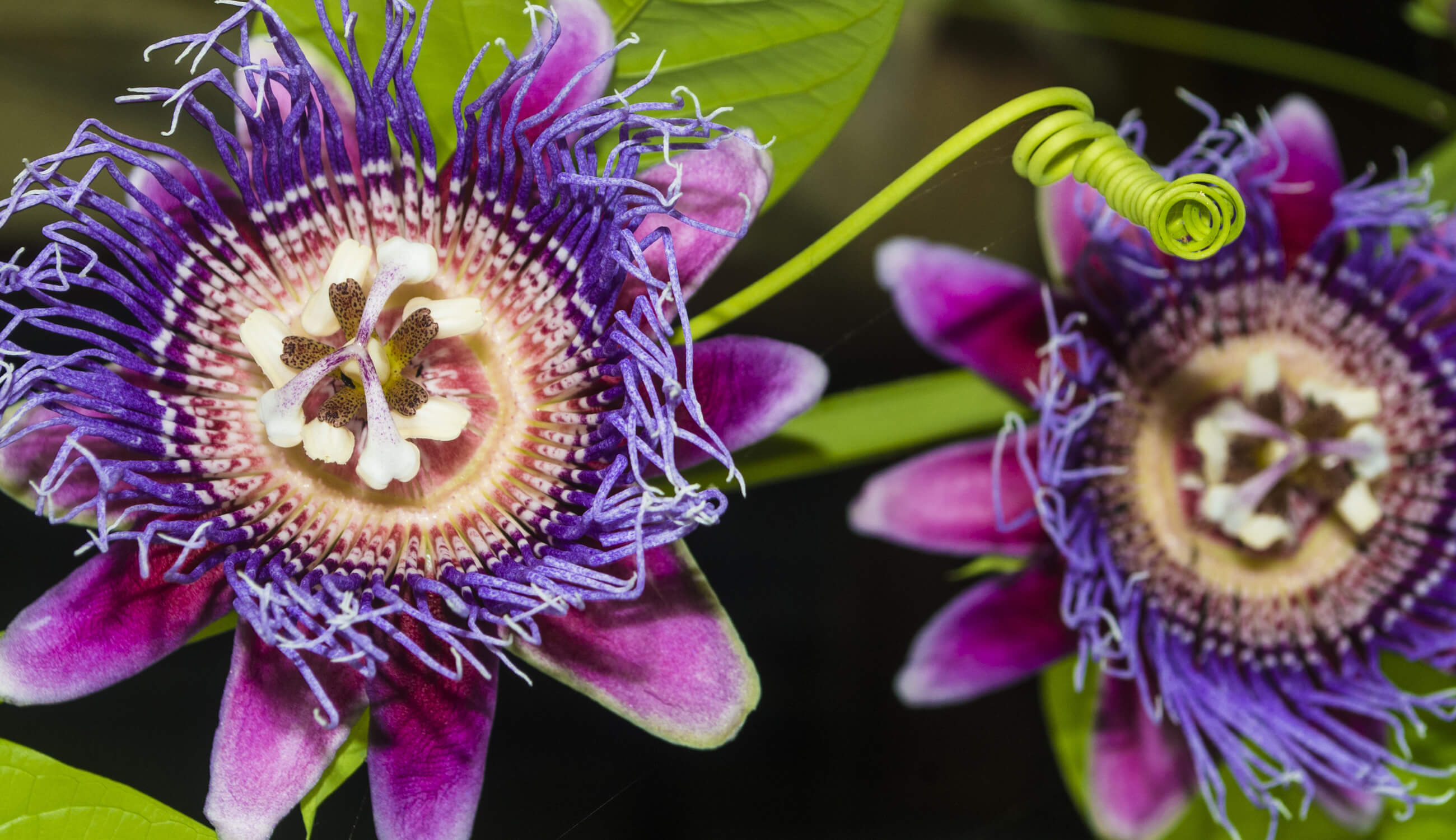 passion fruit flower