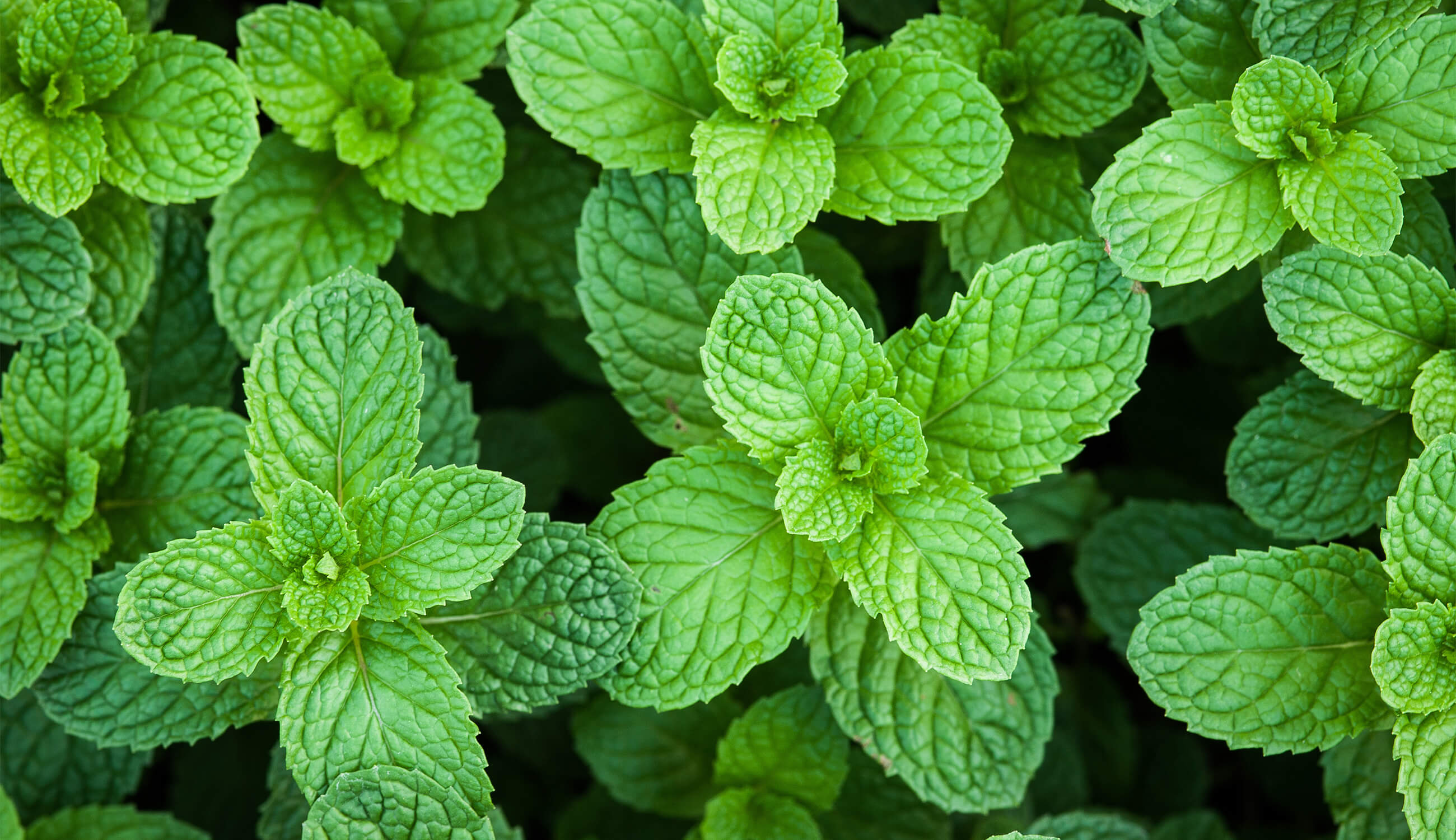 Peppermint soothes skin irritations, reduces excess oil, cooling sensation