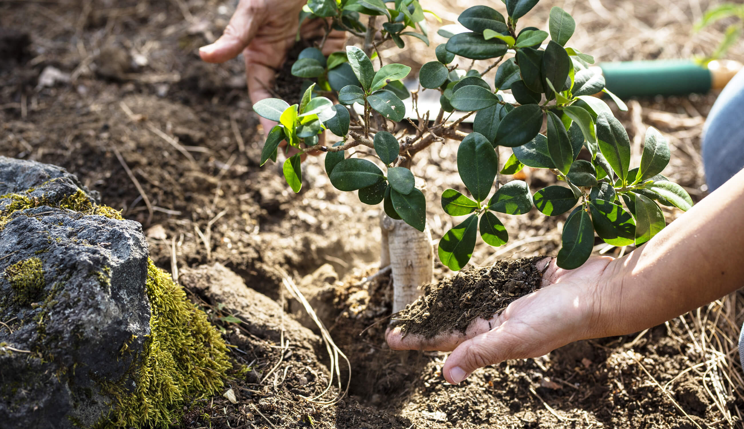 Planting