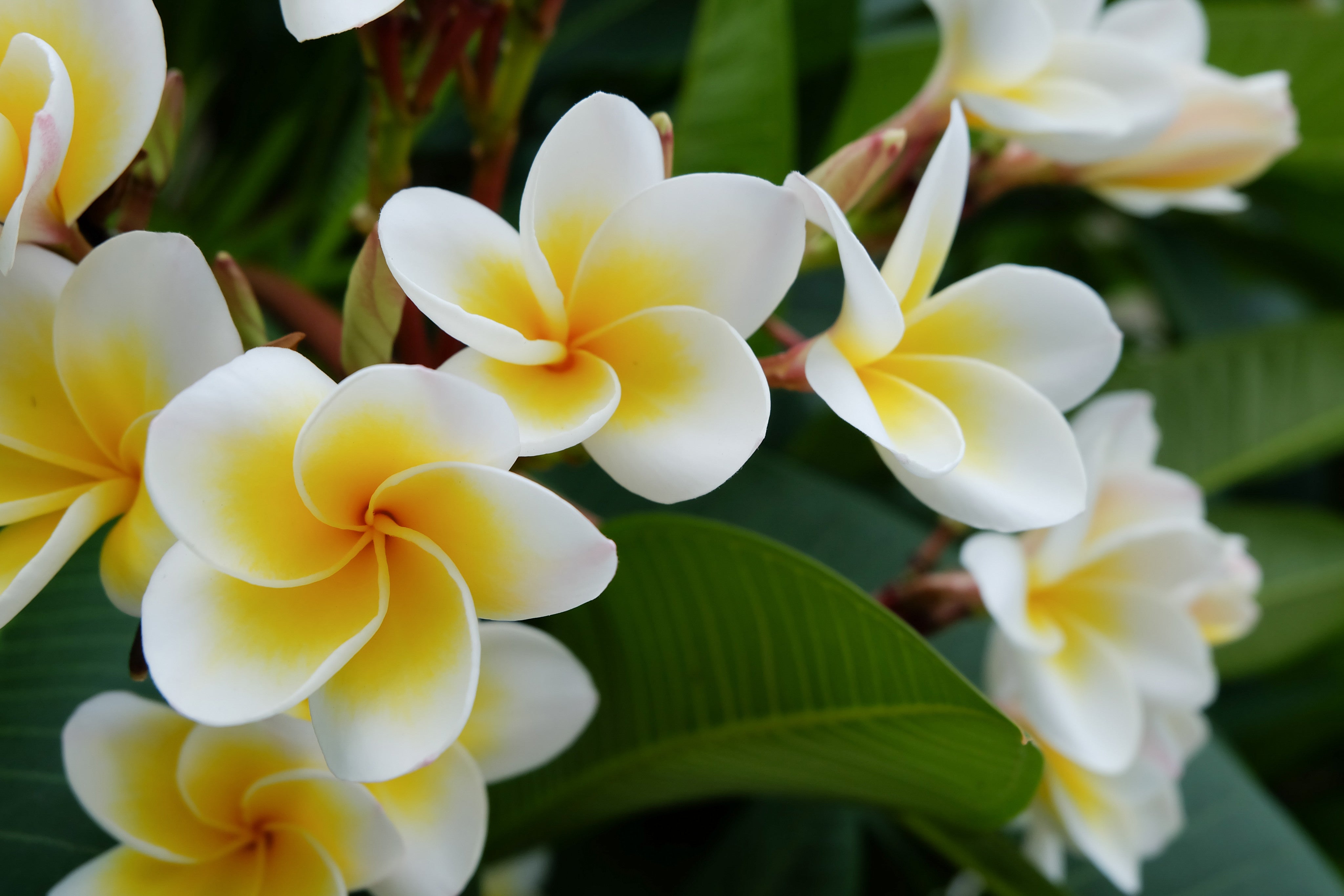 Plumeria Plant