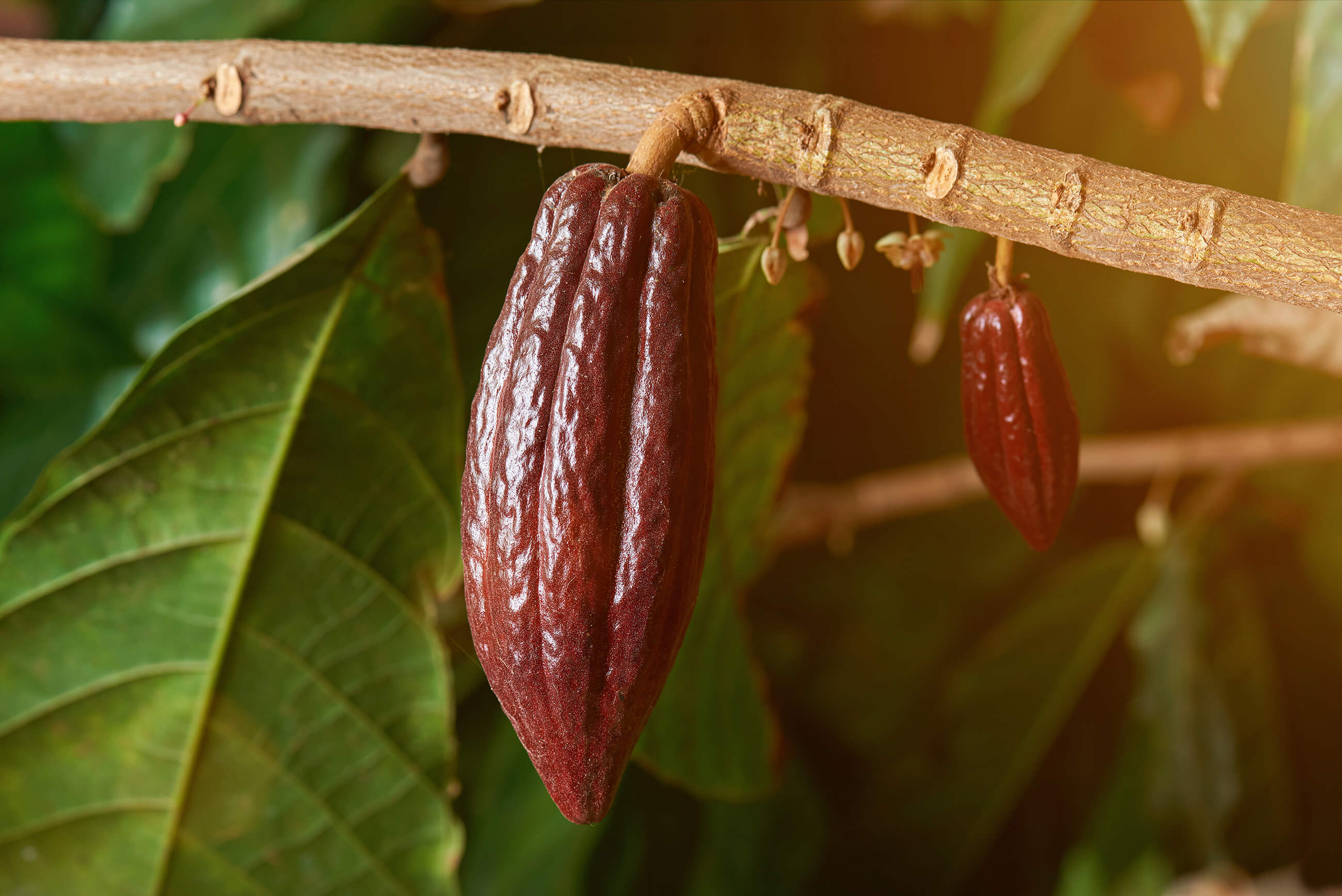 cocoa pod