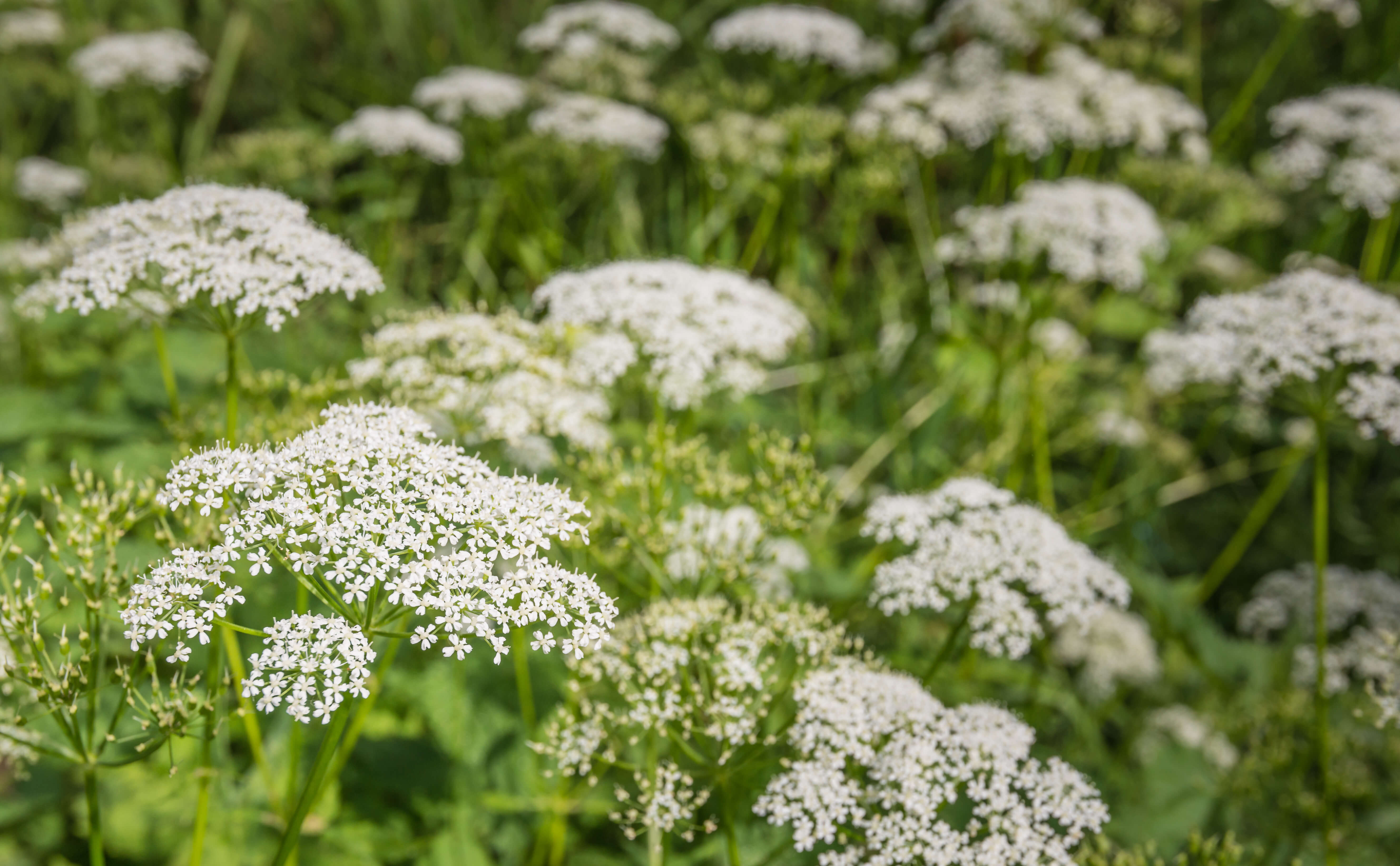 queen annes lace