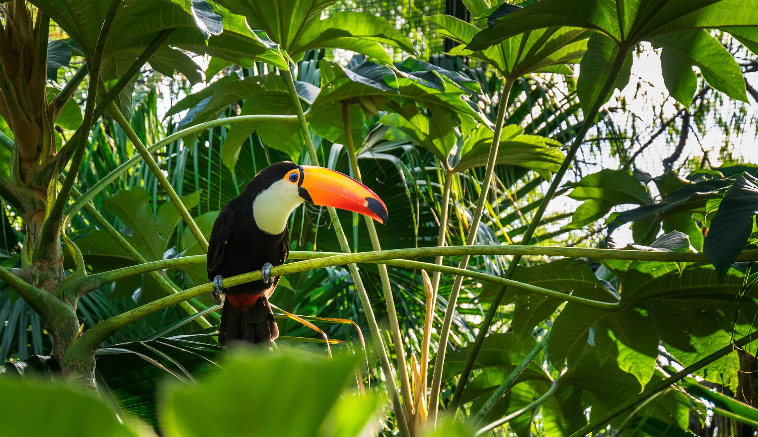 Bird in rainforest