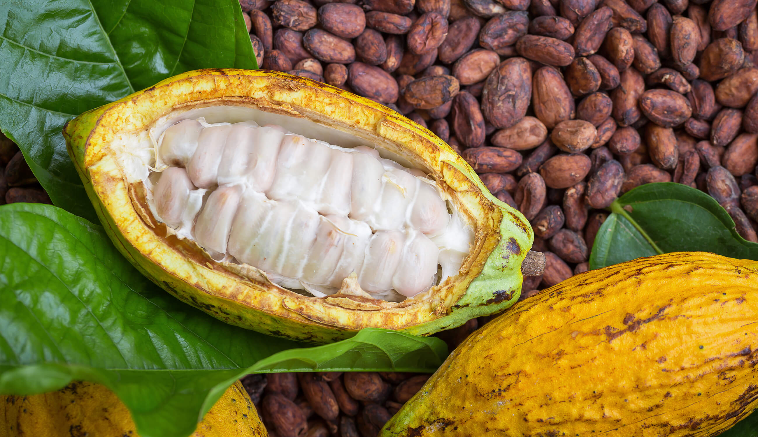 raw cocoa beans.jpg