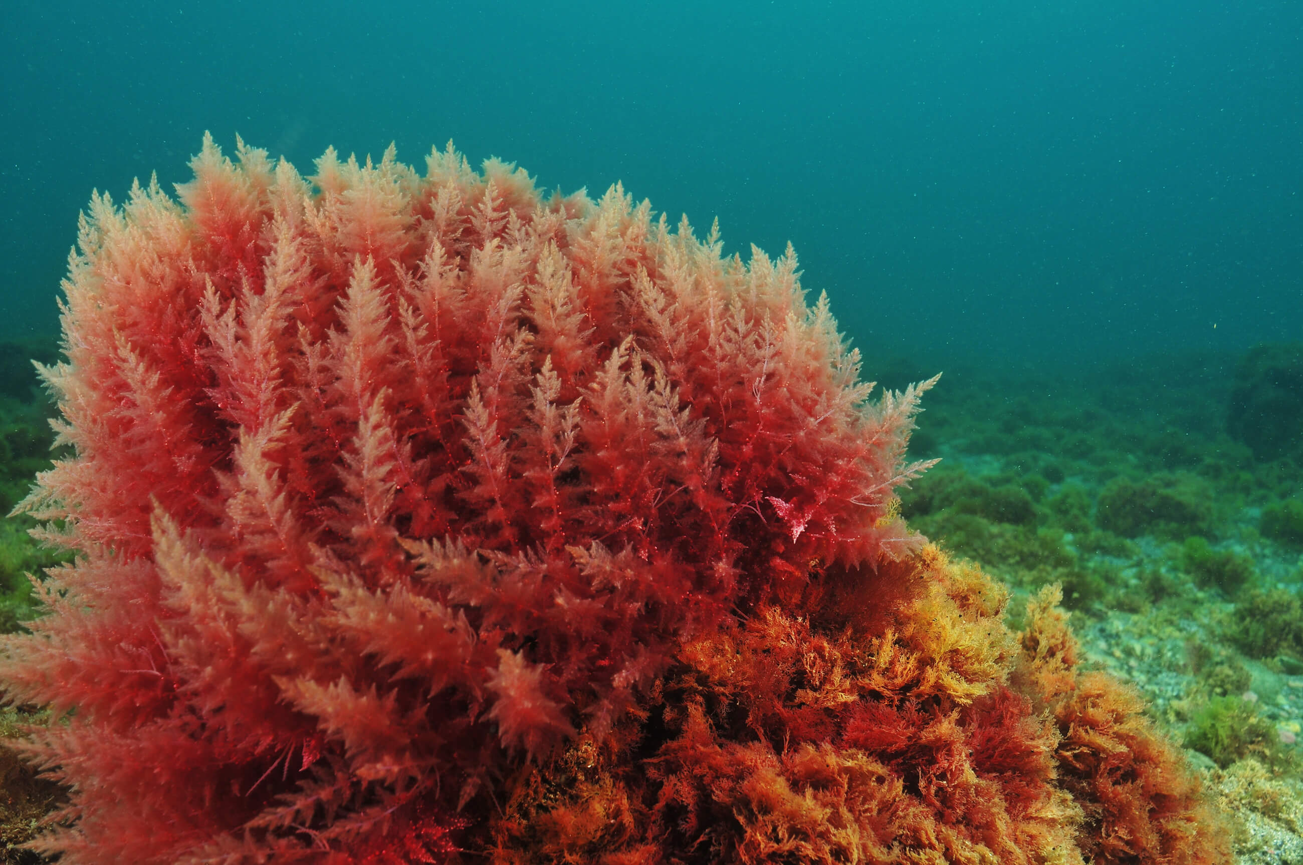 Red Algae