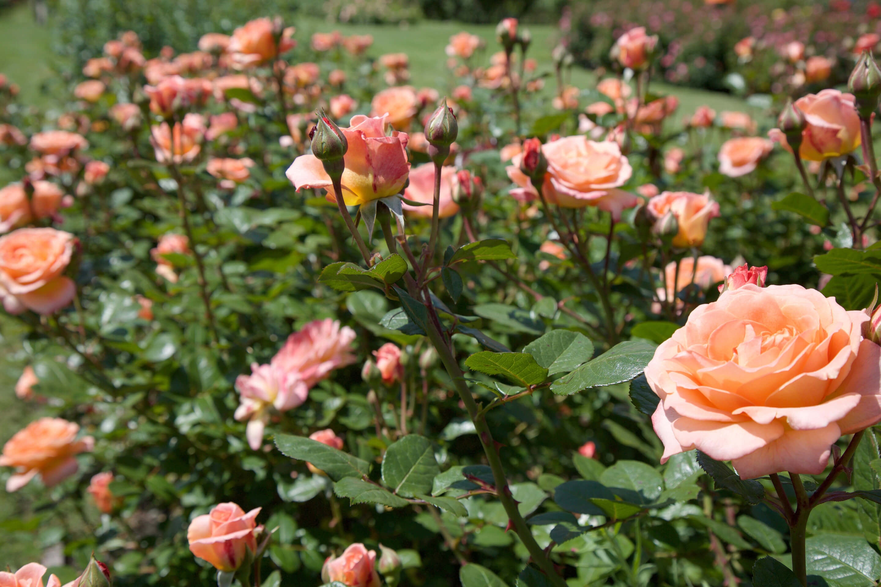 Rose Garden