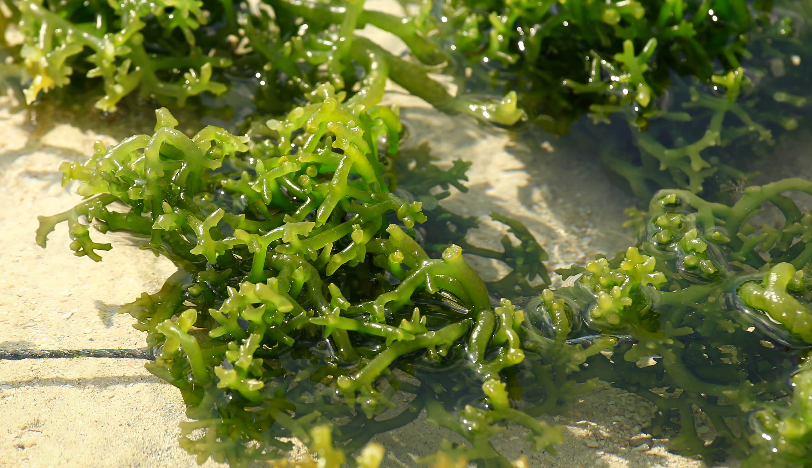 Sea weed