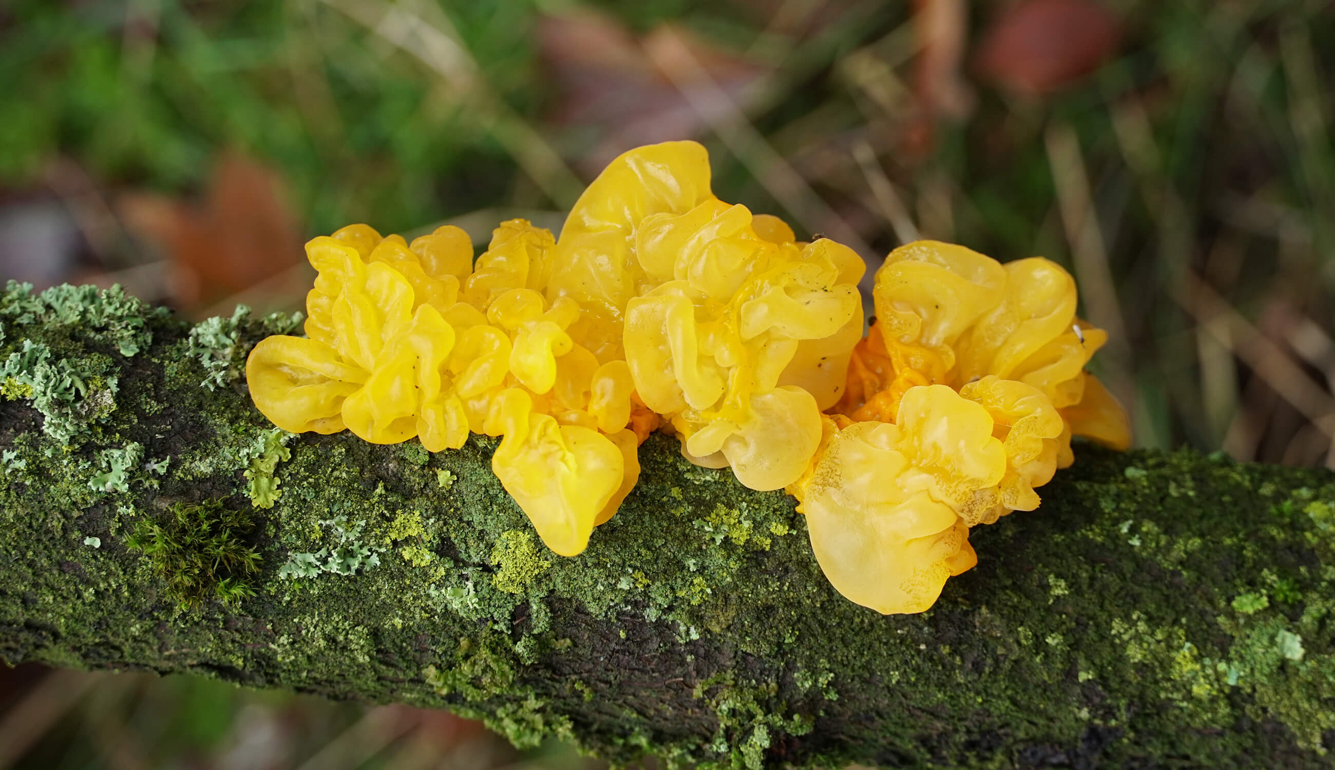 Silver Leaf Mushroom.jpg