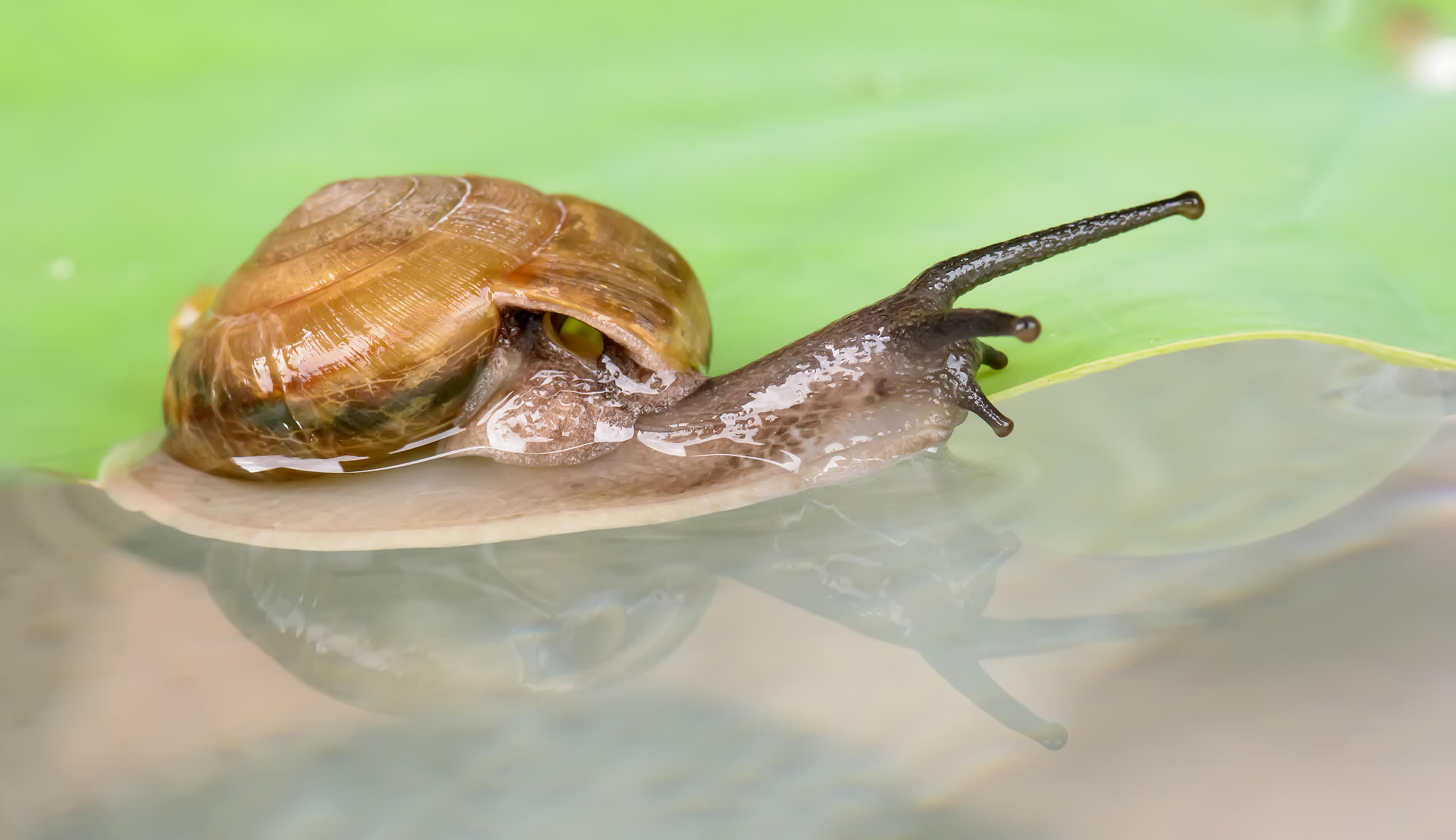 Snail Slime