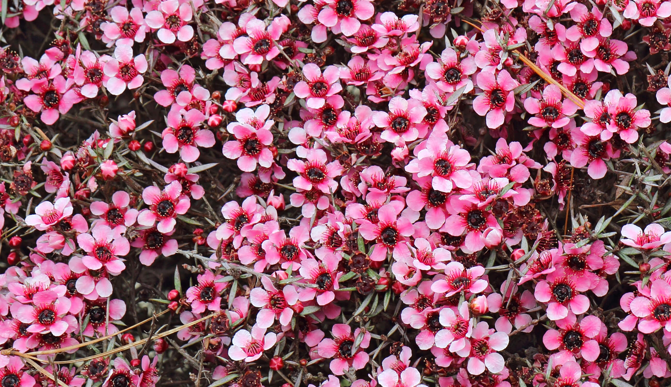 Tea Tree flowers for acne treatment