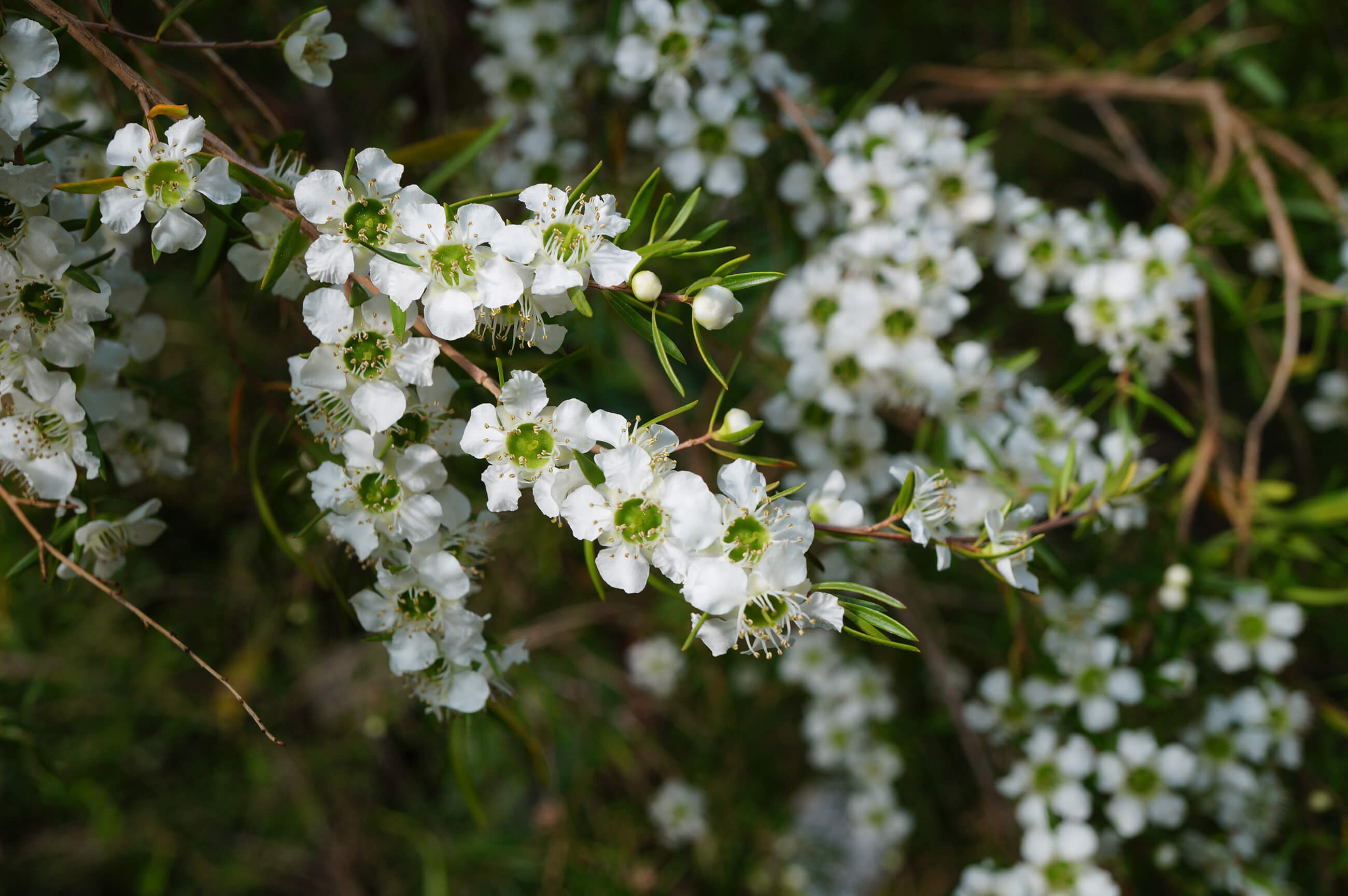 Tea Tree Flower