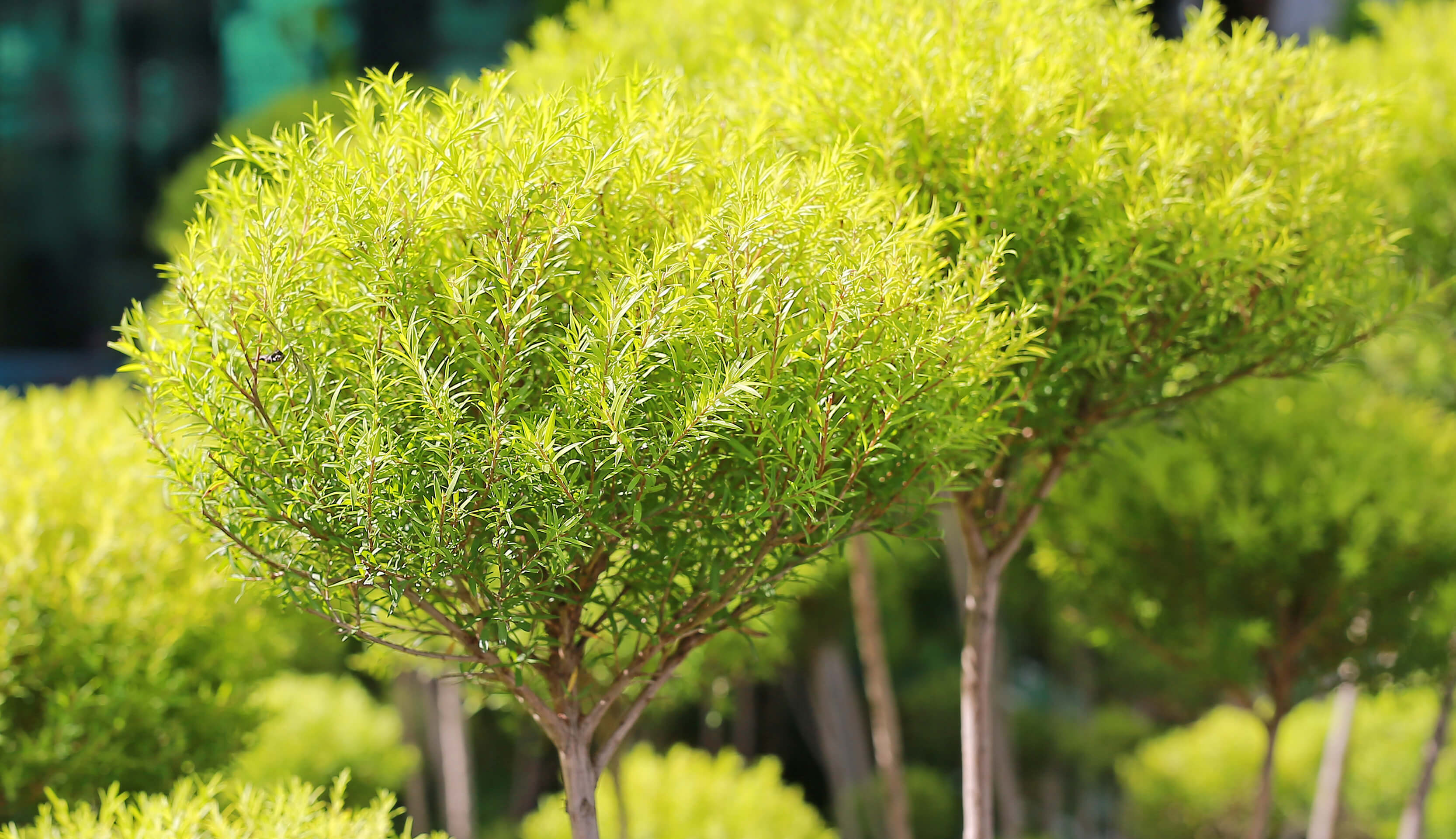 Tea tree leaves