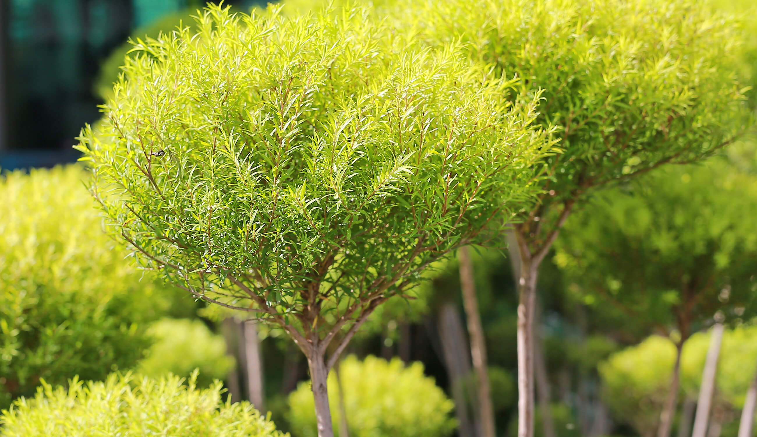 Tea Tree Plant