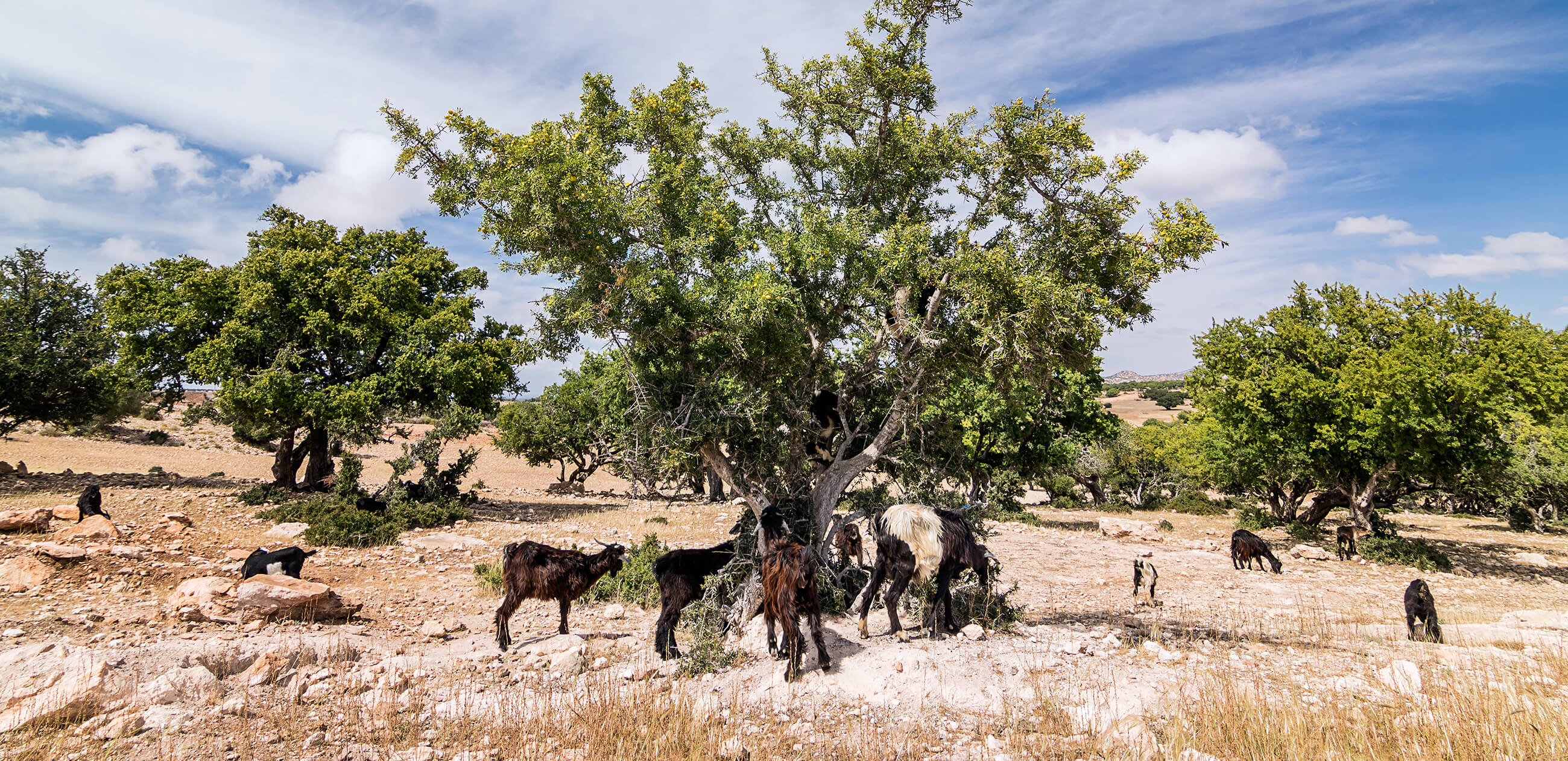 argan tree