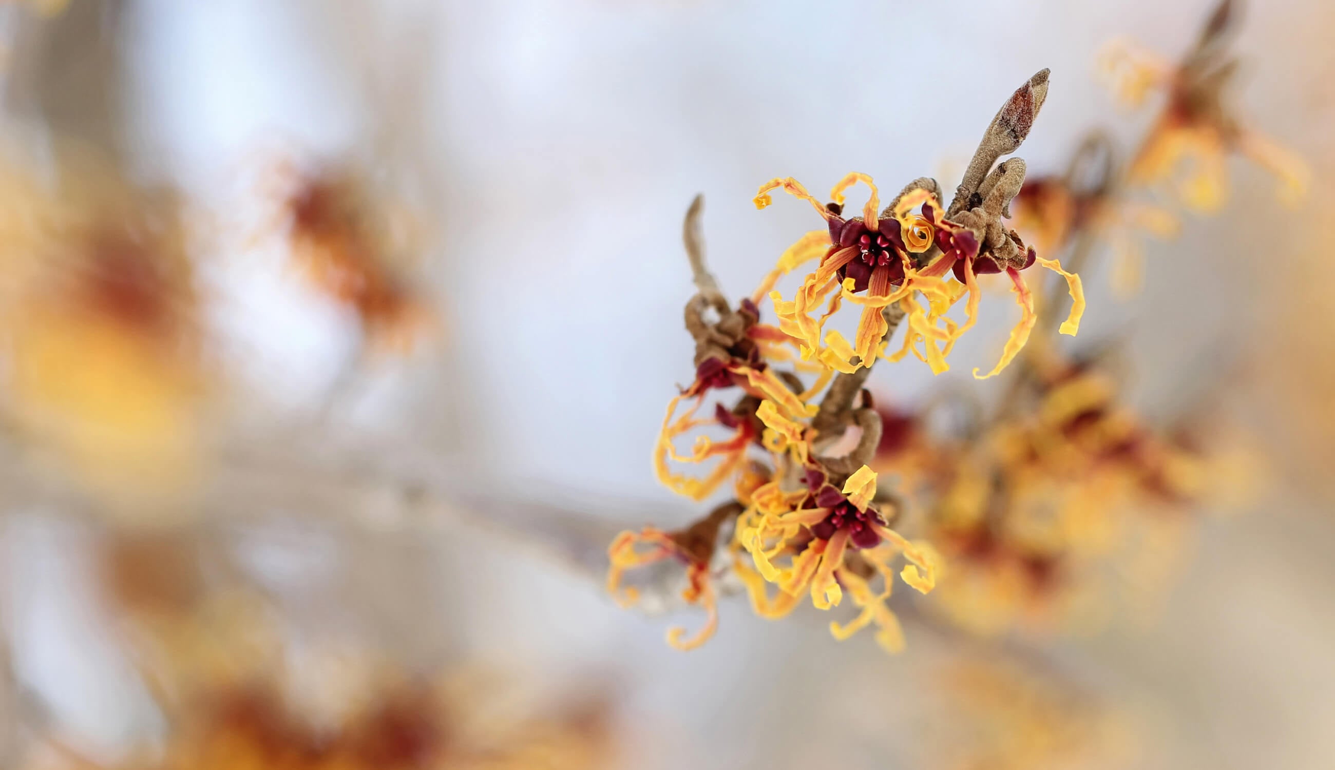 Witch Hazel