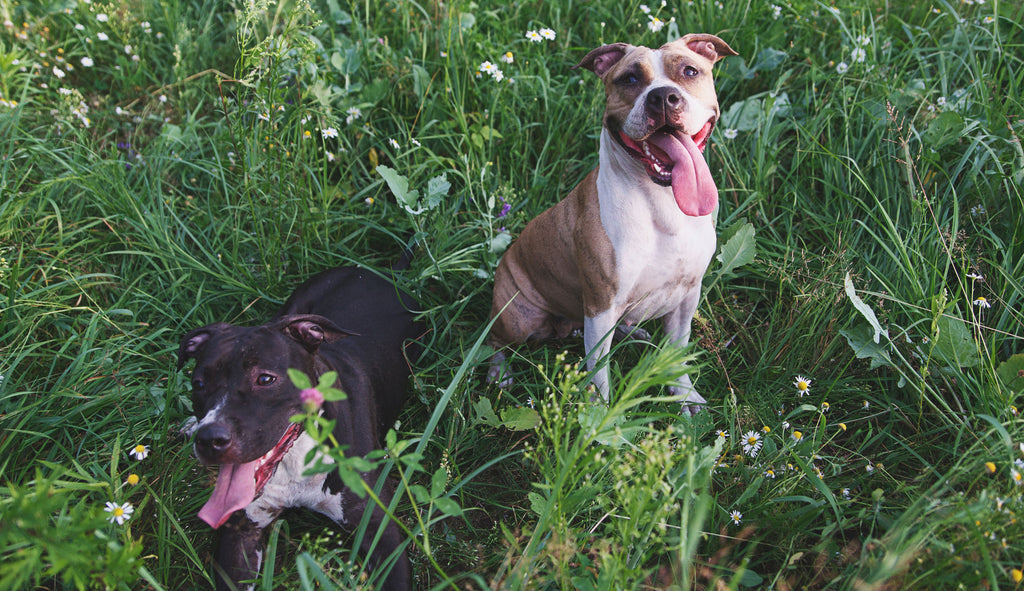 Happy Pitbulls Main